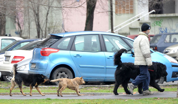 Град платио 30 милиона за нападе паса